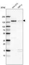 WD Repeat And HMG-Box DNA Binding Protein 1 antibody, PA5-51517, Invitrogen Antibodies, Western Blot image 