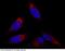 Flotillin 2 antibody, 100612-T34, Sino Biological, Immunohistochemistry frozen image 