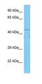 Prostaglandin I2 Receptor antibody, orb326485, Biorbyt, Western Blot image 