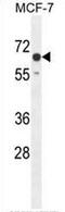 Transmembrane Protein 266 antibody, AP50994PU-N, Origene, Western Blot image 