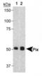 Polo Like Kinase 1 antibody, NB100-2792, Novus Biologicals, Western Blot image 