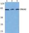 CNGA2 antibody, PA5-75495, Invitrogen Antibodies, Western Blot image 