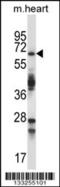 Tripartite Motif Containing 45 antibody, 57-175, ProSci, Western Blot image 