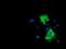 Phosphoinositide 3-kinase adapter protein 1 antibody, GTX83893, GeneTex, Immunofluorescence image 