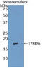 RNS3 antibody, LS-C296270, Lifespan Biosciences, Western Blot image 