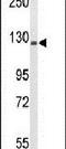 Transcriptional Regulating Factor 1 antibody, PA5-26365, Invitrogen Antibodies, Western Blot image 