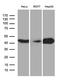 2',3'-Cyclic Nucleotide 3' Phosphodiesterase antibody, LS-C792651, Lifespan Biosciences, Western Blot image 