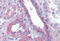 Flotillin 2 antibody, MBS243599, MyBioSource, Immunohistochemistry frozen image 