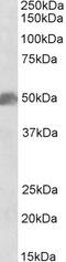 SRY-Box 10 antibody, STJ71694, St John