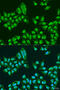 THO Complex 1 antibody, GTX32757, GeneTex, Immunocytochemistry image 