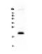 IL-4 antibody, A00230, Boster Biological Technology, Western Blot image 