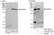 PAS Domain Containing Serine/Threonine Kinase antibody, A303-200A, Bethyl Labs, Western Blot image 