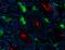 Basigin (Ok Blood Group) antibody, 123716, BioLegend, Immunohistochemistry frozen image 