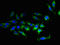 Transmembrane Protein 207 antibody, LS-C396685, Lifespan Biosciences, Immunofluorescence image 