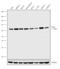 Raf-1 Proto-Oncogene, Serine/Threonine Kinase antibody, 702166, Invitrogen Antibodies, Western Blot image 