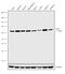 Raf-1 Proto-Oncogene, Serine/Threonine Kinase antibody, 702166, Invitrogen Antibodies, Western Blot image 