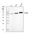 Transcription factor EB antibody, A00662-3, Boster Biological Technology, Western Blot image 