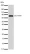 Ribosomal Protein S6 Kinase B2 antibody, 710285, Invitrogen Antibodies, Western Blot image 