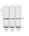 Rabbit IgG Fc antibody, A16128, Invitrogen Antibodies, Western Blot image 