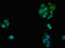 Solute Carrier Family 32 Member 1 antibody, LS-C673066, Lifespan Biosciences, Immunofluorescence image 