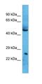 Spi-1 Proto-Oncogene antibody, orb329604, Biorbyt, Western Blot image 