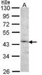 Coagulation factor IX antibody, LS-C186325, Lifespan Biosciences, Western Blot image 
