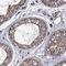 IQ Motif Containing H antibody, HPA040845, Atlas Antibodies, Immunohistochemistry paraffin image 