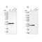 Mitochondrial Ribosomal Protein L28 antibody, PA5-56517, Invitrogen Antibodies, Western Blot image 