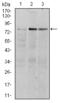 Ribosomal Protein S6 Kinase A3 antibody, M02215, Boster Biological Technology, Western Blot image 