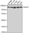 RAD17 Checkpoint Clamp Loader Component antibody, A5359, ABclonal Technology, Western Blot image 