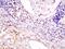 Major Histocompatibility Complex, Class I, A antibody, orb184007, Biorbyt, Immunohistochemistry paraffin image 