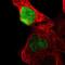 Ovo Like Transcriptional Repressor 1 antibody, PA5-52037, Invitrogen Antibodies, Immunofluorescence image 