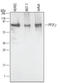 Protein phosphatase 1G antibody, AF5595, R&D Systems, Western Blot image 