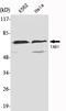 TGF-Beta Activated Kinase 1 (MAP3K7) Binding Protein 1 antibody, M02847-1, Boster Biological Technology, Western Blot image 