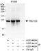 TBC1 domain family member 2A antibody, A303-442A, Bethyl Labs, Immunoprecipitation image 