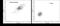 Chymotrypsin Like Elastase 3B antibody, NB100-64392AF488, Novus Biologicals, Flow Cytometry image 