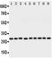 Peroxiredoxin 3 antibody, PA1835, Boster Biological Technology, Western Blot image 