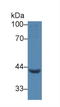 Left-Right Determination Factor 1 antibody, LS-C372909, Lifespan Biosciences, Western Blot image 