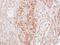 Kininogen 1 antibody, GTX100833, GeneTex, Immunohistochemistry paraffin image 