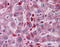 Lysosomal acid phosphatase antibody, 26-034, ProSci, Immunohistochemistry paraffin image 