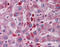 Acid Phosphatase 2, Lysosomal antibody, 26-034, ProSci, Immunohistochemistry paraffin image 