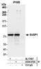 SURP And G-Patch Domain Containing 1 antibody, A304-675A, Bethyl Labs, Immunoprecipitation image 