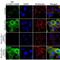 Janus Kinase 2 antibody, 710928, Invitrogen Antibodies, Immunofluorescence image 
