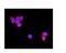Tenascin XB antibody, PB9833, Boster Biological Technology, Immunofluorescence image 