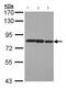 Lysyl Oxidase Like 2 antibody, ab96233, Abcam, Western Blot image 