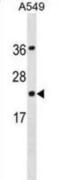 Programmed Cell Death 6 antibody, abx031292, Abbexa, Western Blot image 