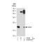 Phospholipid hydroperoxide glutathione peroxidase, mitochondrial antibody, GTX03194, GeneTex, Immunoprecipitation image 