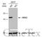 Mitogen-Activated Protein Kinase Kinase 2 antibody, GTX630543, GeneTex, Western Blot image 