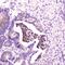 Hevin antibody, A05726, Boster Biological Technology, Immunohistochemistry frozen image 
