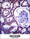 Thioredoxin Domain Containing 15 antibody, 57-054, ProSci, Immunohistochemistry frozen image 